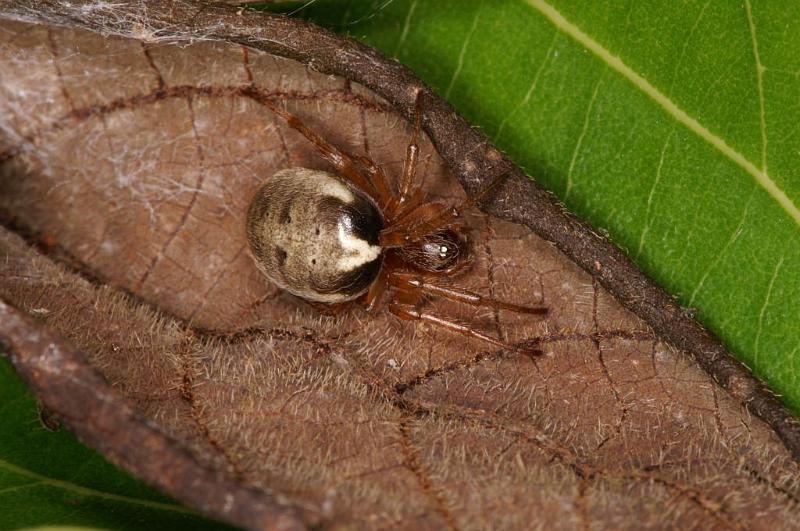 Phonognatha_graeffei_D5282_Z_90_Milaa Milaa_Australie.jpg